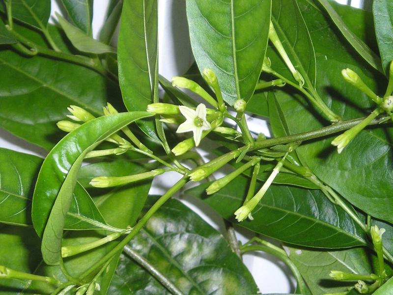 Flor abierta y capullos de galán de noche (Cestrum nocturnum)