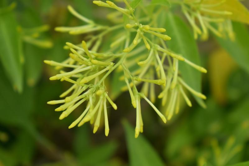 Ramilletes de flores de galán de noche (Cestrum nocturnum)