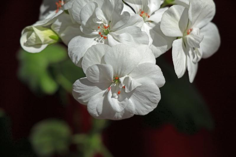 Flores blancas de geranio en primer plano