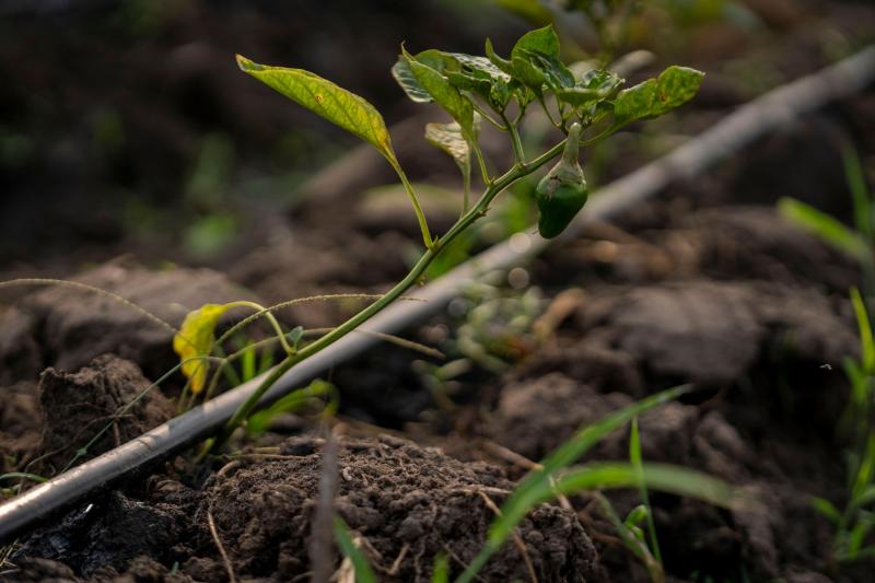 Tubería de riego por goteo junto a una planta joven de pimiento en el huerto