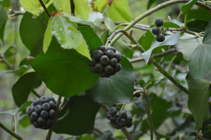 Rama adulta de hiedra con hojas enteras y racimos de frutos negros