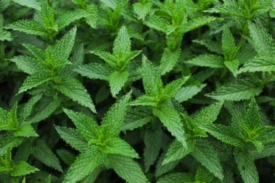 Planta de hierbabuena con las hojas frescas y dentadas