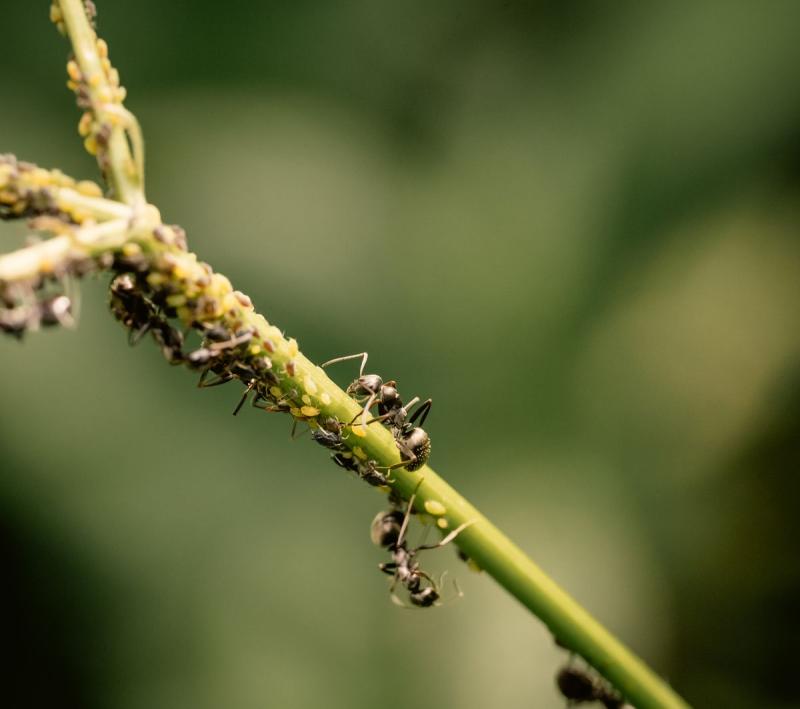 Hormigas cuidando una colonia de pulgones en un tallo