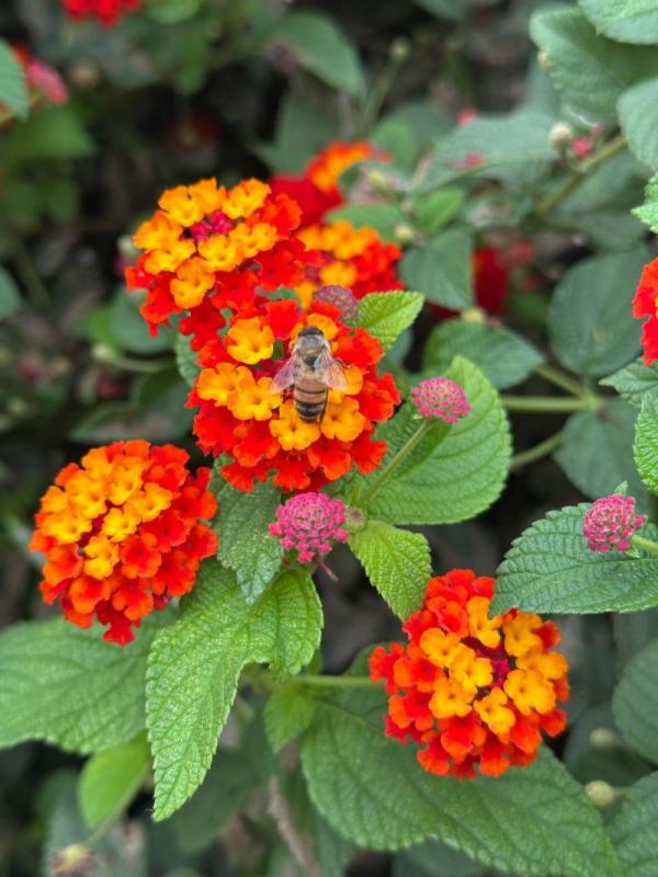 Abeja libando en un ramillete de flores naranjas de lantana