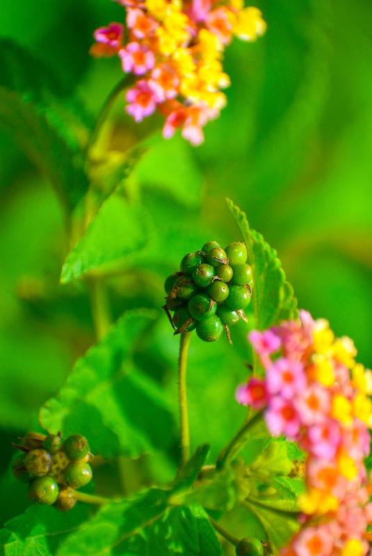 Bayas verdes de lantana junto a sus flores