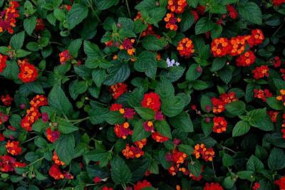 Arbusto de lantana con ramilletes de flores naranjas y rojas