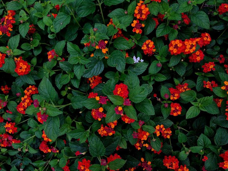 Arbusto de lantana con ramilletes de flores naranjas y rojas