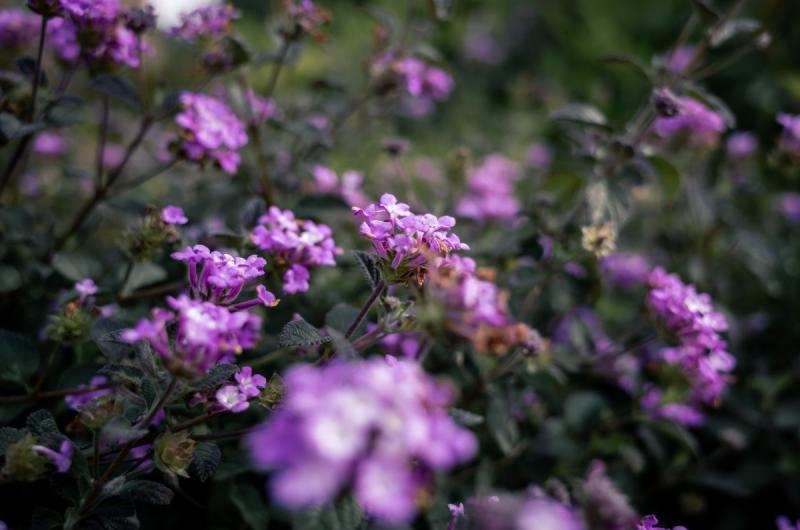 Lantana rastrera de flores lilas