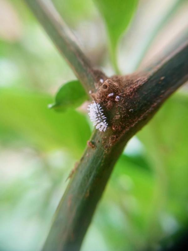 Larva de mariquita destructora de cochinillas en un tallo