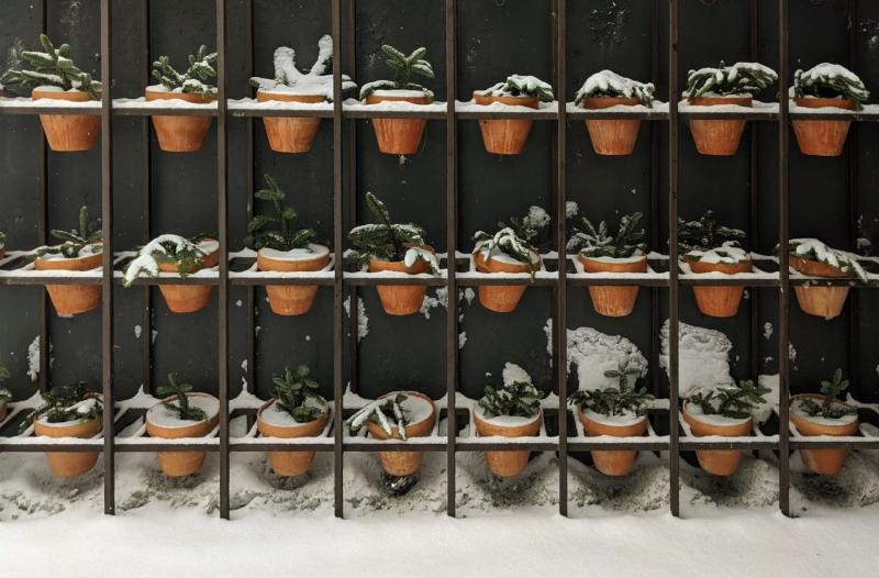Macetas de barro con plantas cubiertas de nieve en una estantería exterior