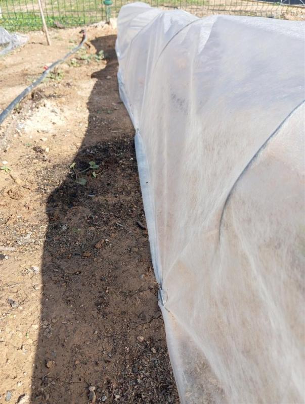 Lateral de un túnel de manta térmica en un bancal, con el borde pegado al suelo y sujeto con una grapa