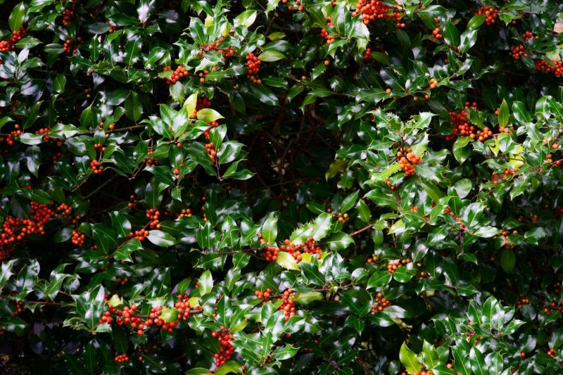 Mata de acebo con bayas rojas en otoño