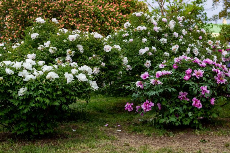 Matas de peonías blancas y rosas en un jardín en primavera