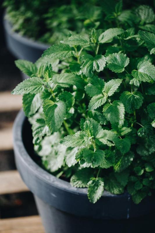 Mata de menta creciendo en una maceta en el exterior
