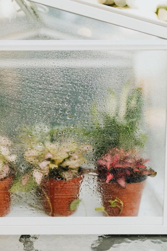 Mini invernadero con macetas y el cristal empañado por la humedad
