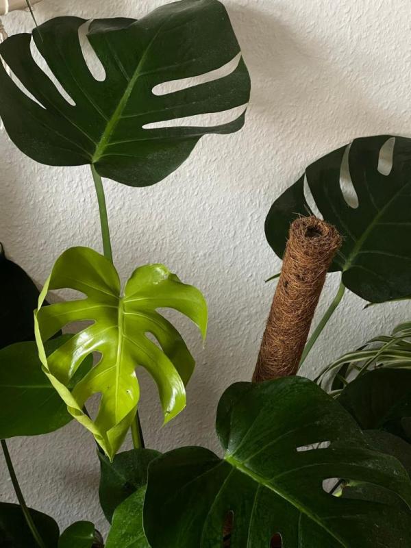 Costilla de Adán trepando por un tutor de fibra de coco