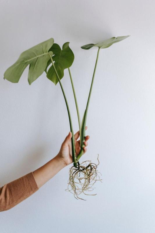 Planta joven de costilla de Adán sacada de la maceta con sus raíces