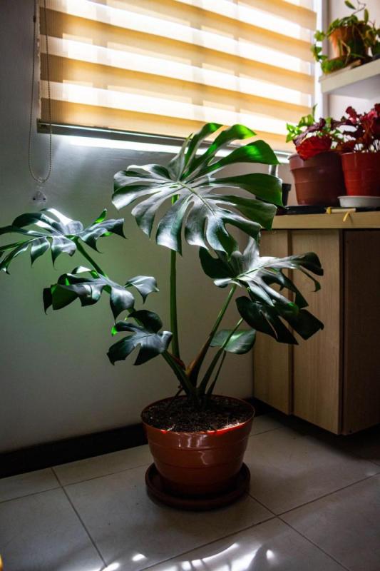 Costilla de Adán en maceta junto a una ventana luminosa
