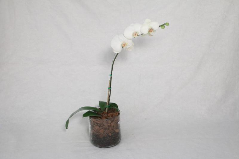 Orquídea blanca en maceta de cristal con sustrato de corteza