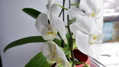 Orquídea Phalaenopsis blanca en flor junto a una ventana
