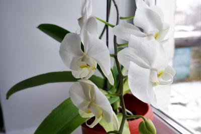 Orquídea Phalaenopsis blanca en flor junto a una ventana