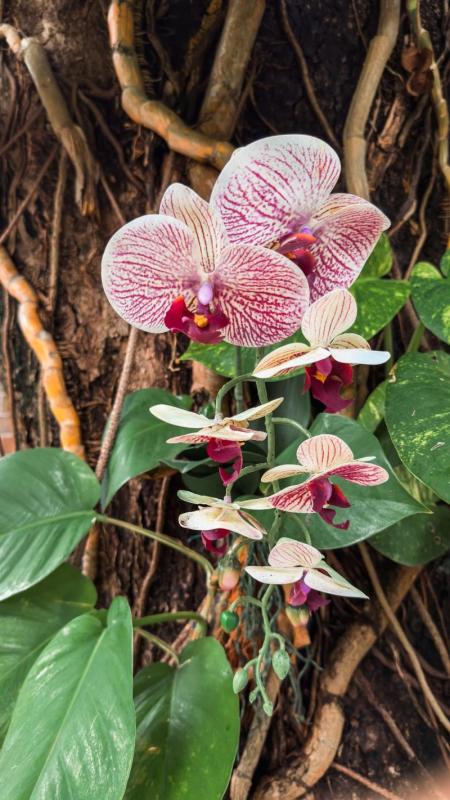 Orquídea Phalaenopsis rosa con raíces aéreas en su ambiente natural