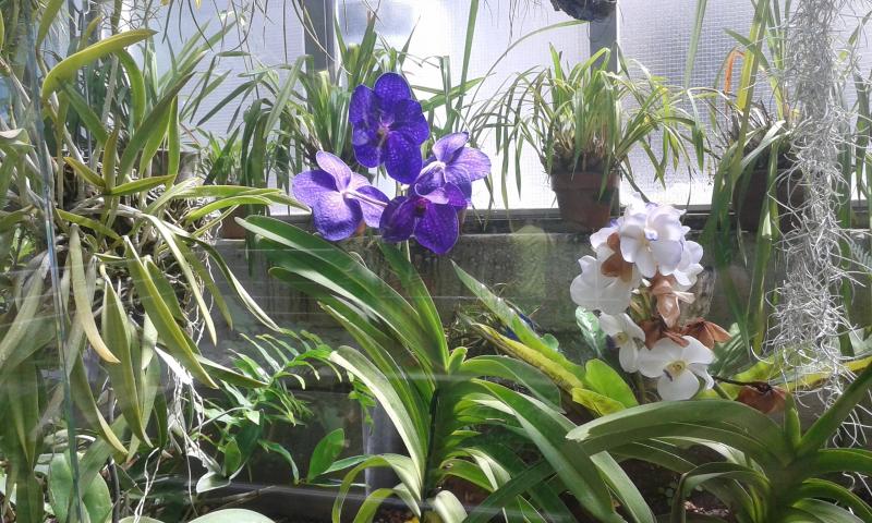 Orquídeas Vanda de flor azul y blanca en un invernadero, con sus raíces al aire