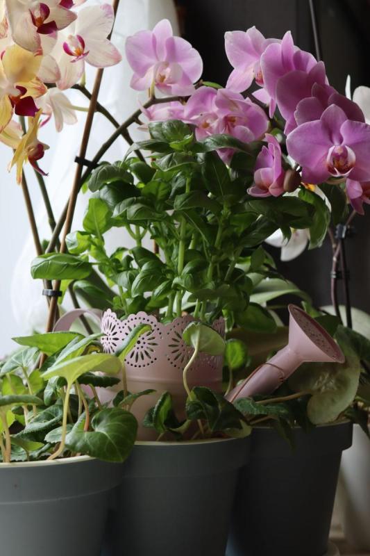 Orquídeas en flor junto a otras plantas de interior y una regadera