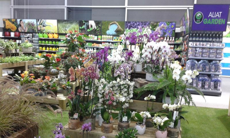 Orquídeas Phalaenopsis de muchos colores a la venta en un centro de jardinería