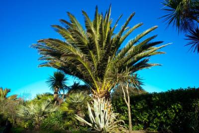 Palmera canaria (Phoenix canariensis) en un jardín