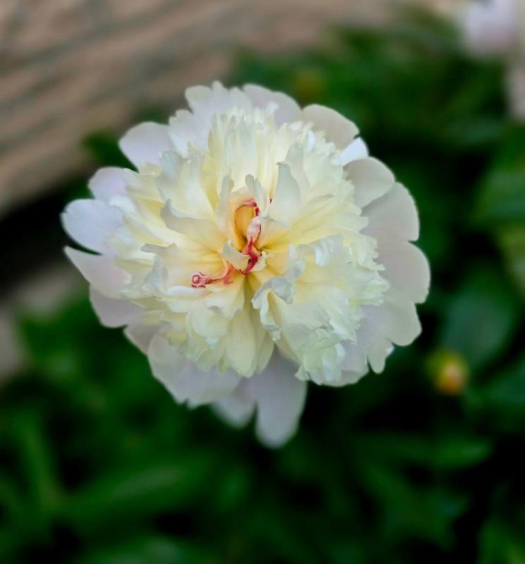 Flor de peonía blanca abierta