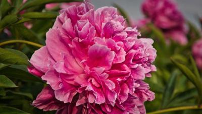 Peonía rosa abierta rodeada de hojas verdes