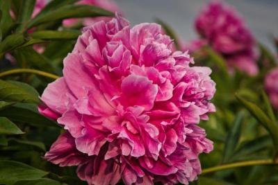 Peonía rosa abierta rodeada de hojas verdes