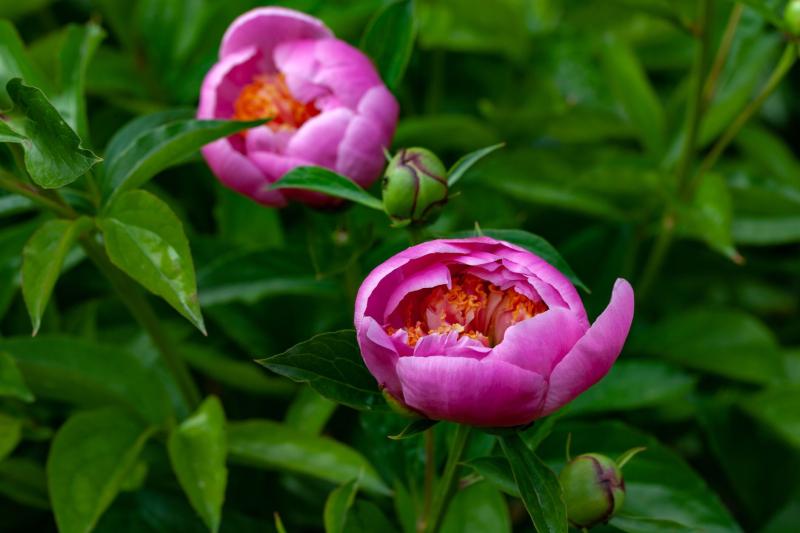 Peonías rosas en flor en un jardín de Madrid