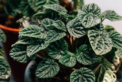 Peperomia caperata (cola de ratón) con sus hojas rizadas en forma de corazón