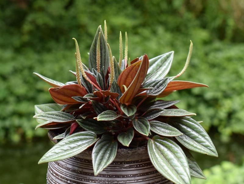 Peperomia caperata 'Rosso' con envés rojo y espigas de flor, en maceta de cerámica
