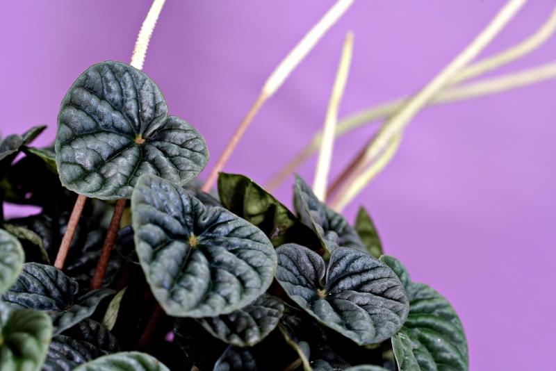Espigas blancas de flor de la peperomia cola de ratón sobre sus hojas rizadas