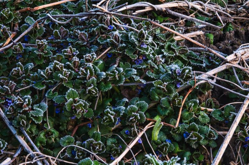 Hojas y flores cubiertas de escarcha tras una noche de helada