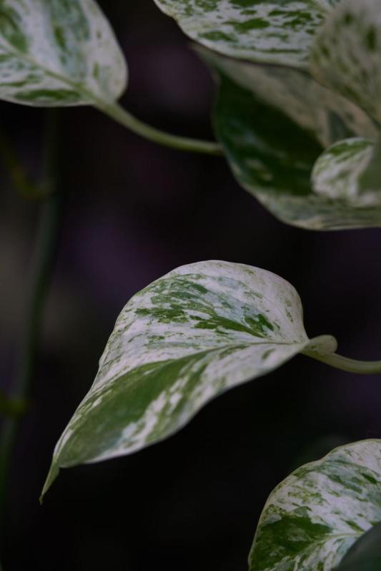 Hojas jaspeadas en blanco y verde de un potus Marble Queen