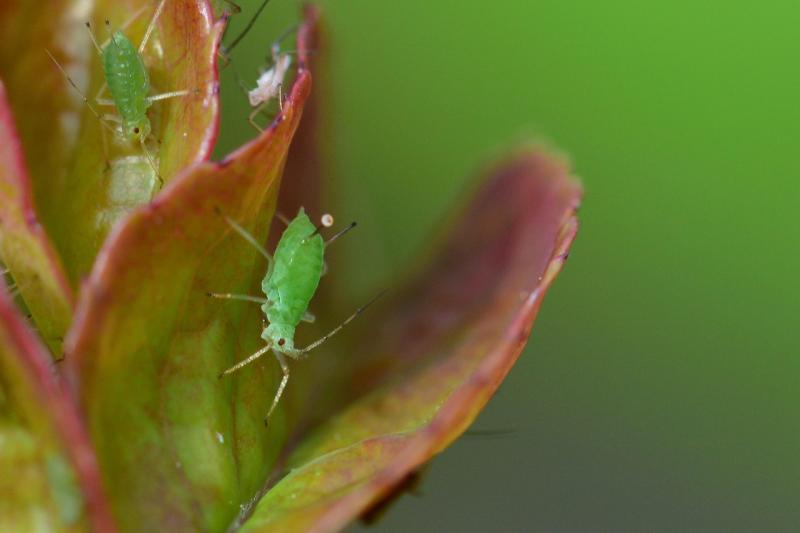 Pulgones verdes de cerca sobre la hoja de una planta