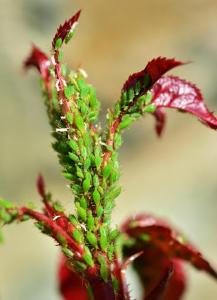 Brote de rosal cubierto de pulgón verde