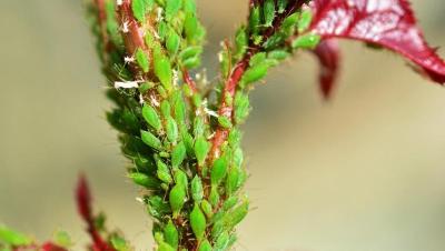 Brote de rosal cubierto de pulgón verde