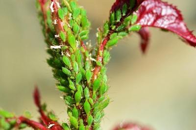 Brote de rosal cubierto de pulgón verde