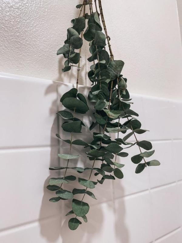 Ramo de eucalipto fresco colgado en la pared de azulejos del baño