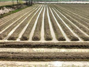 Surcos de un huerto con agua acumulada entre las hileras tras varios días de lluvia