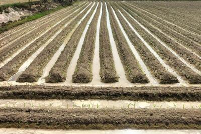 Surcos de un huerto con agua acumulada entre las hileras tras varios días de lluvia