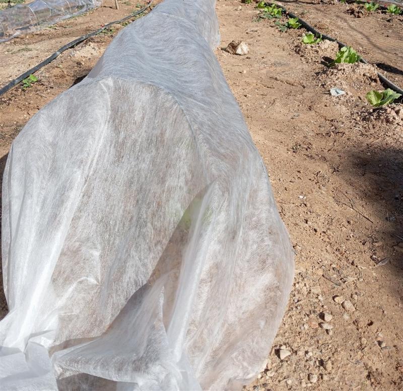 Túnel de manta térmica sobre arcos cubriendo un bancal de huerto