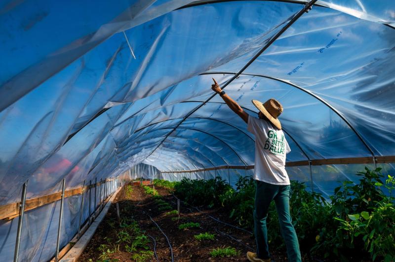 Interior de un invernadero de túnel con arcos y plástico, con hortalizas plantadas