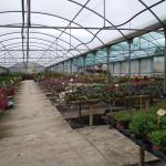 Invernadero de venta de plantas del centro de jardinería Vernatura en Madrid